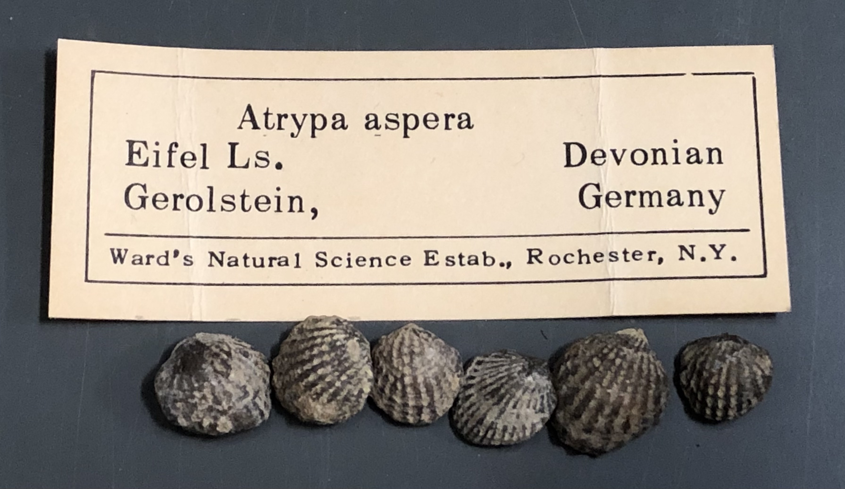Atrypa aspera 泥盆纪腕足类标本
