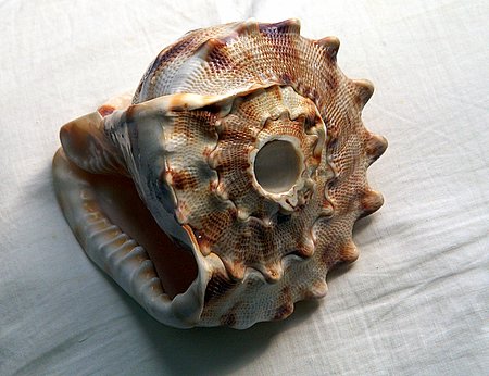 海螺（Conch）原物