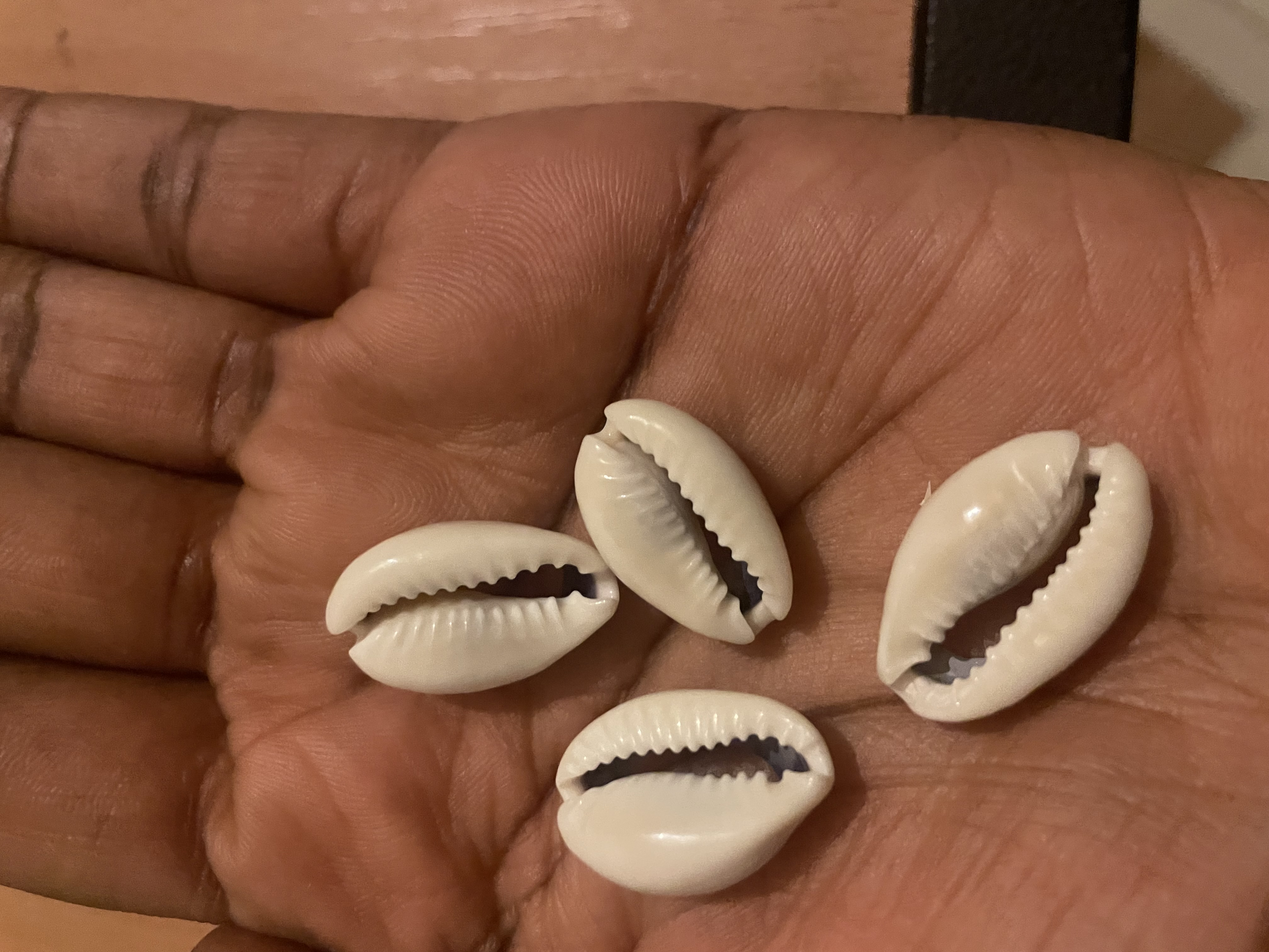 宝贝（Cowrie）贝壳合集