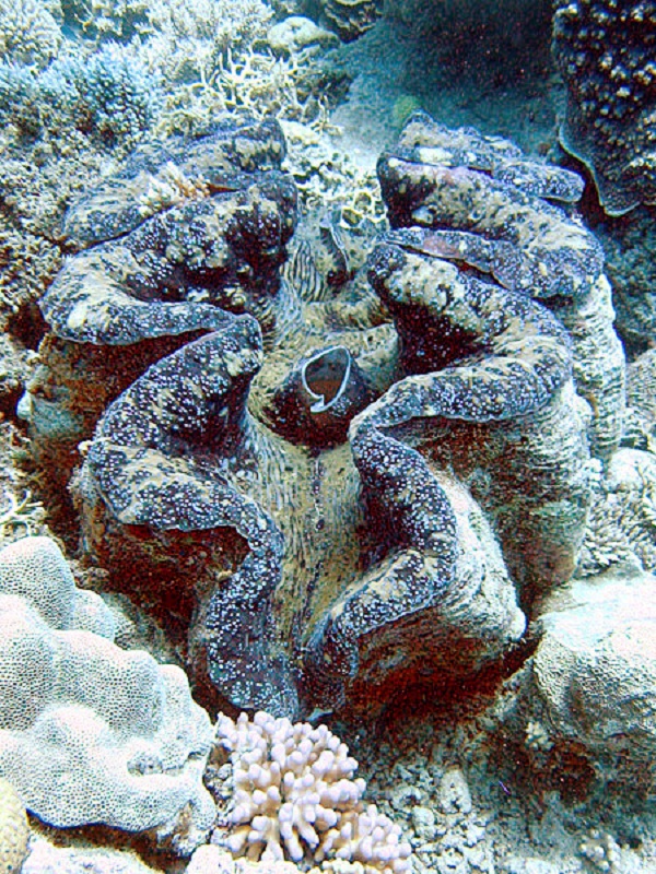 巨砗磲（Tridacna gigas）活体