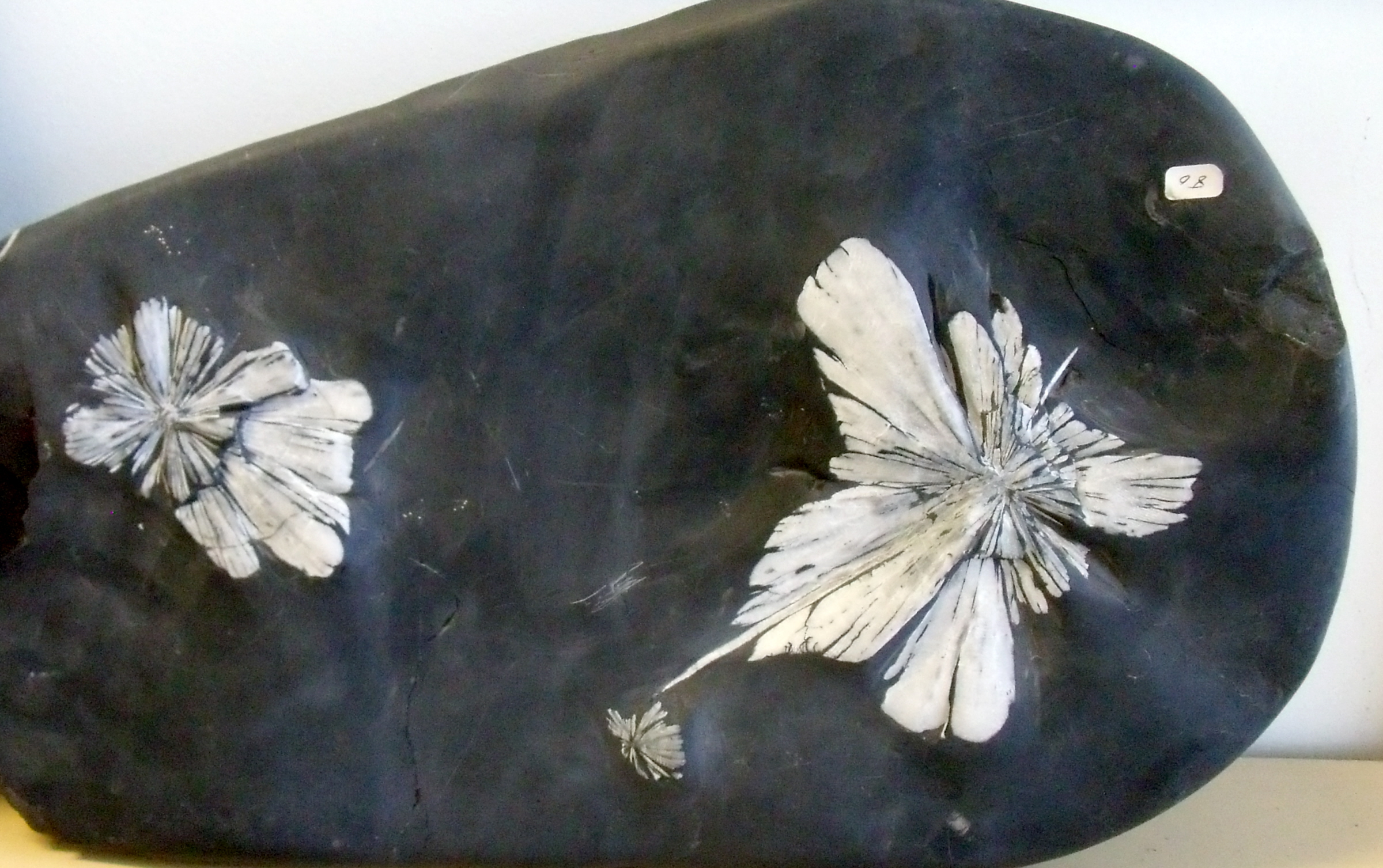 菊花石标本（典型放射状结晶）