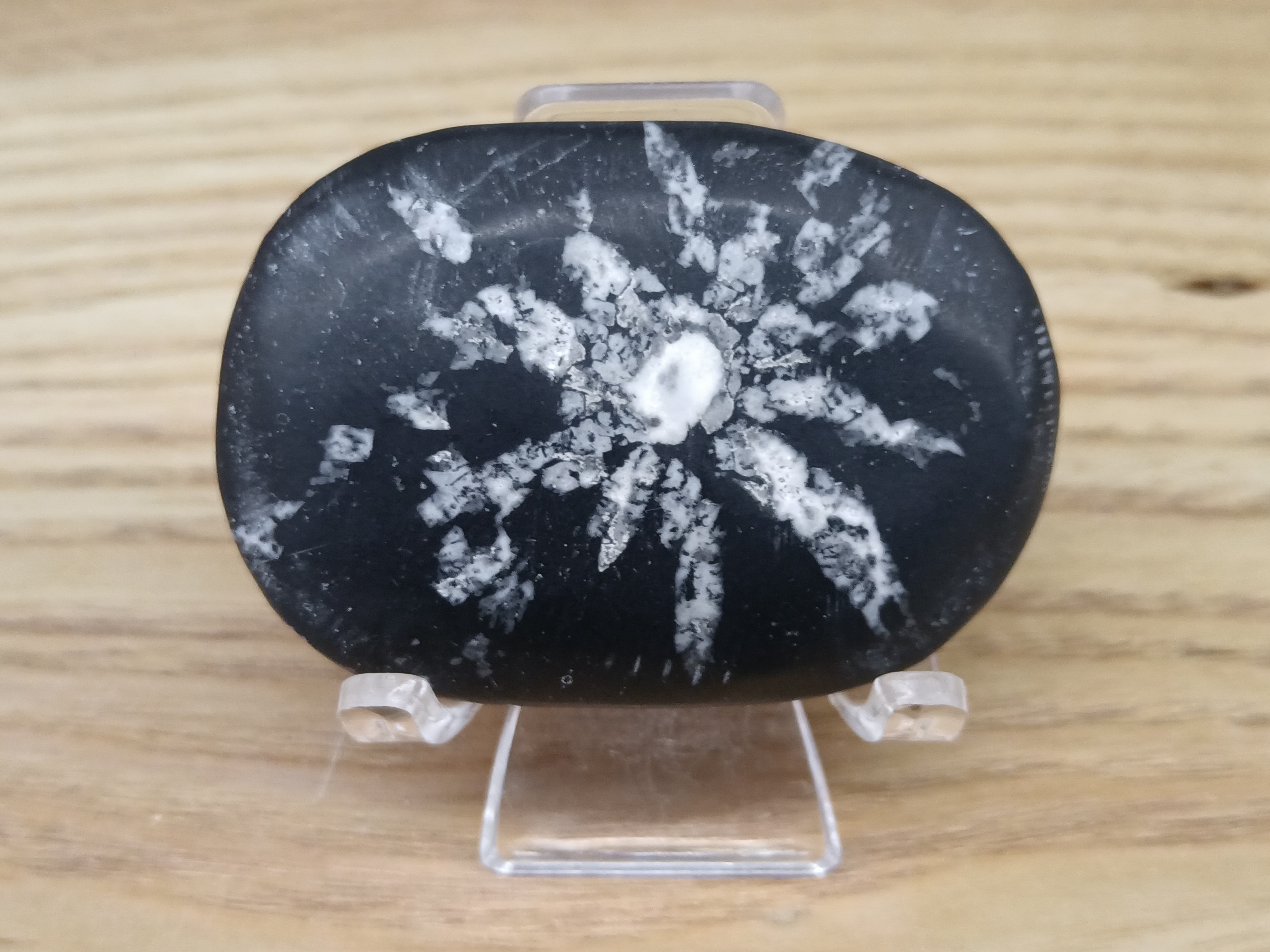 黑白双色菊花石（典型展品形态）