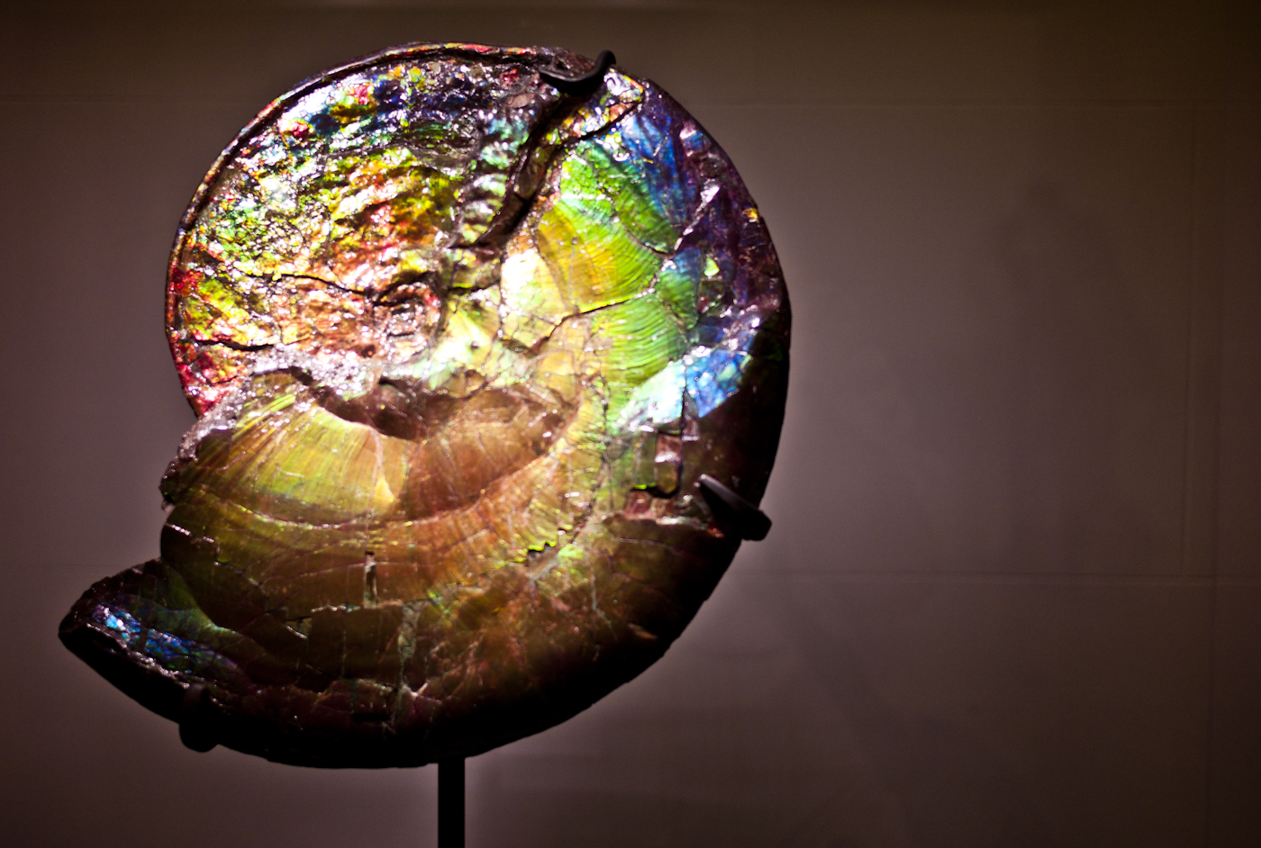 斑彩石（Ammolite）虹彩切片