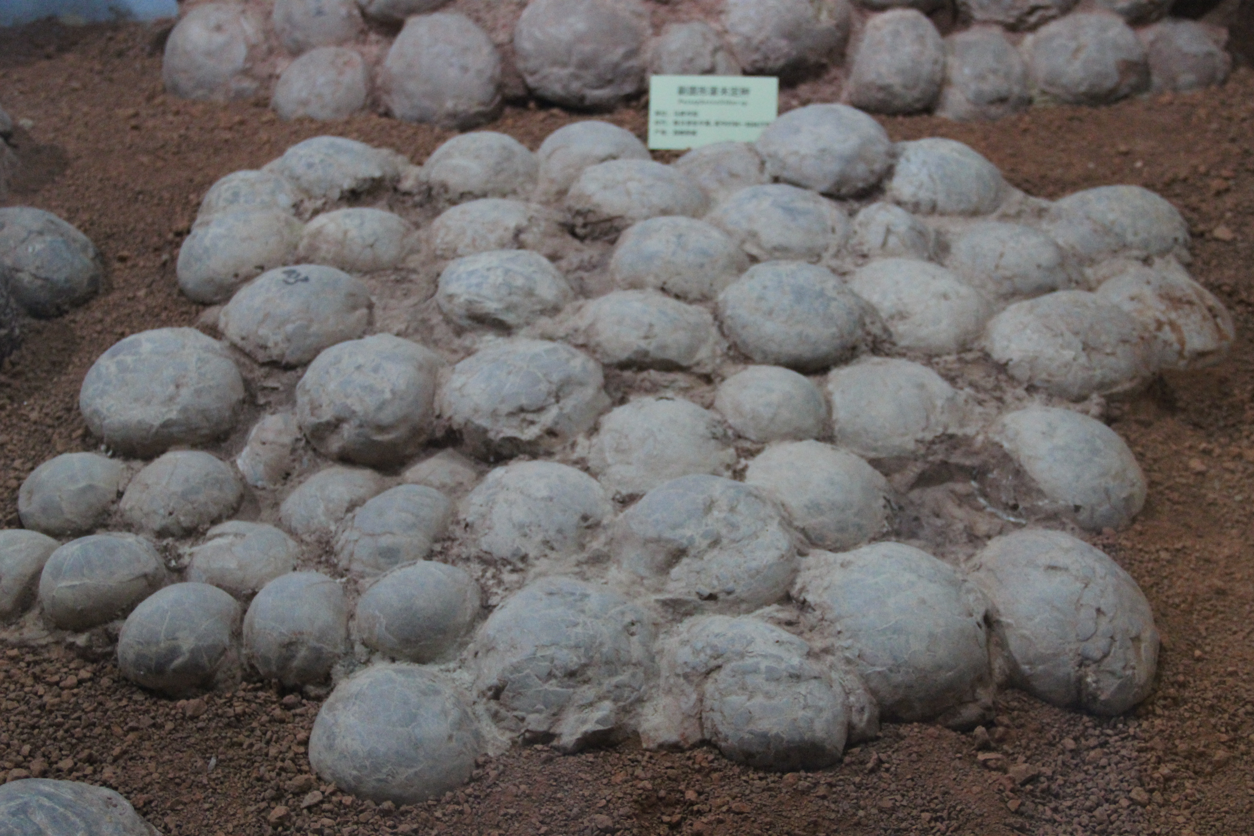西峡恐龙园 Paraspheroolithus 长形蛋化石