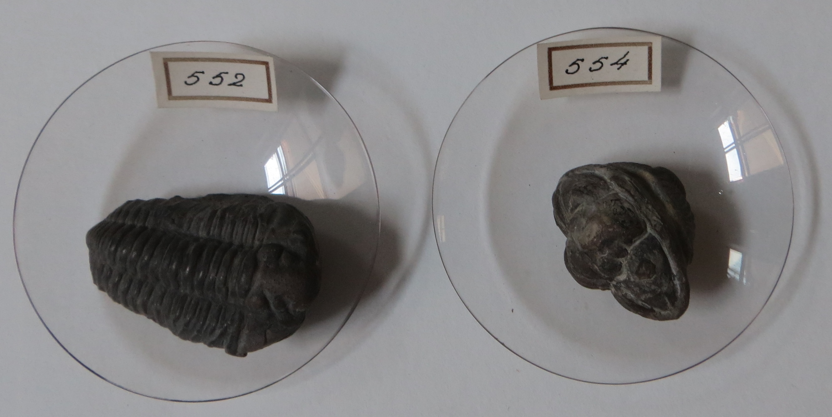 Calymene blumenbachi 经典种（Teylers 博物馆藏）