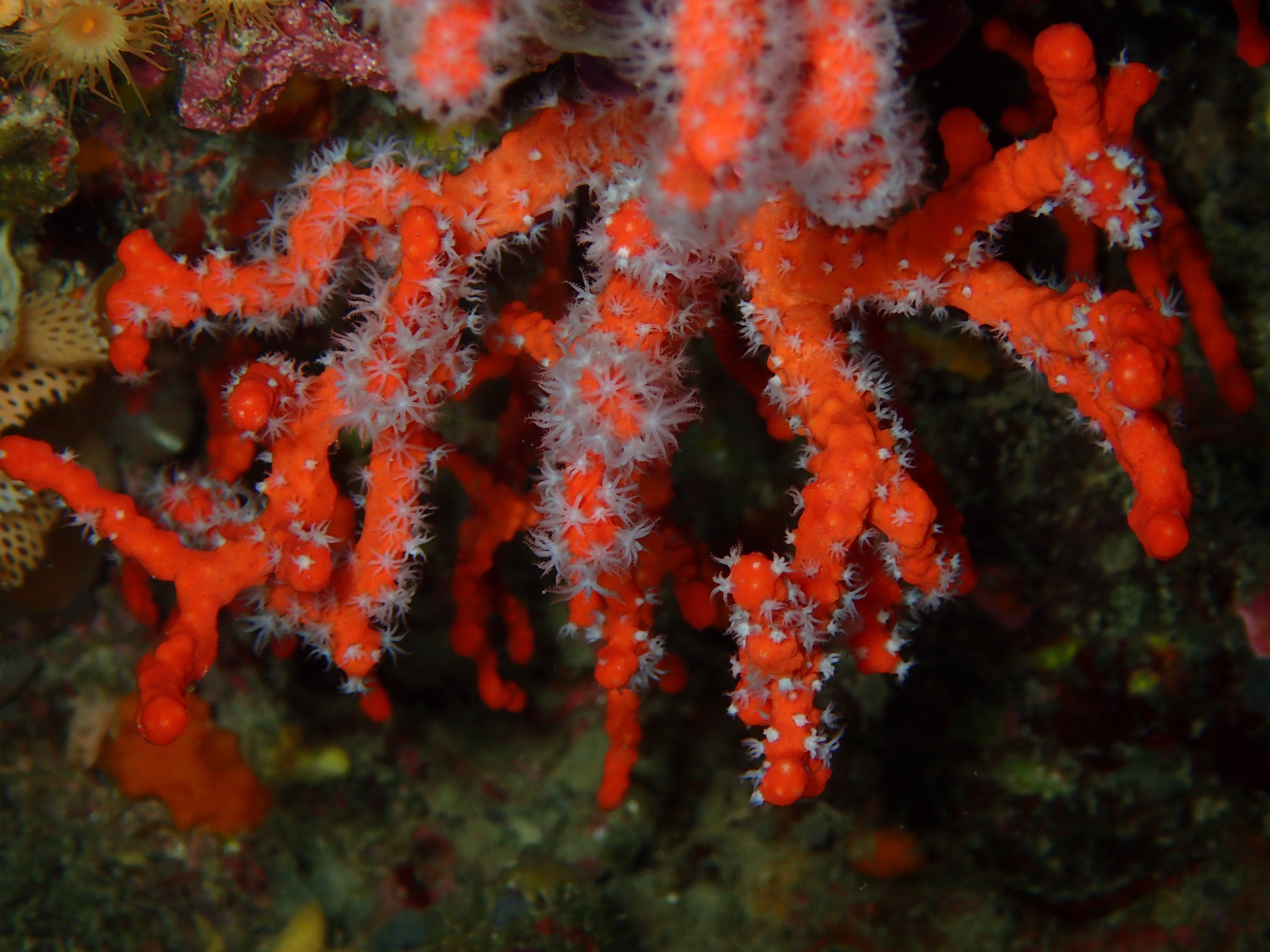 地中海红珊瑚原枝（Corallium rubrum）