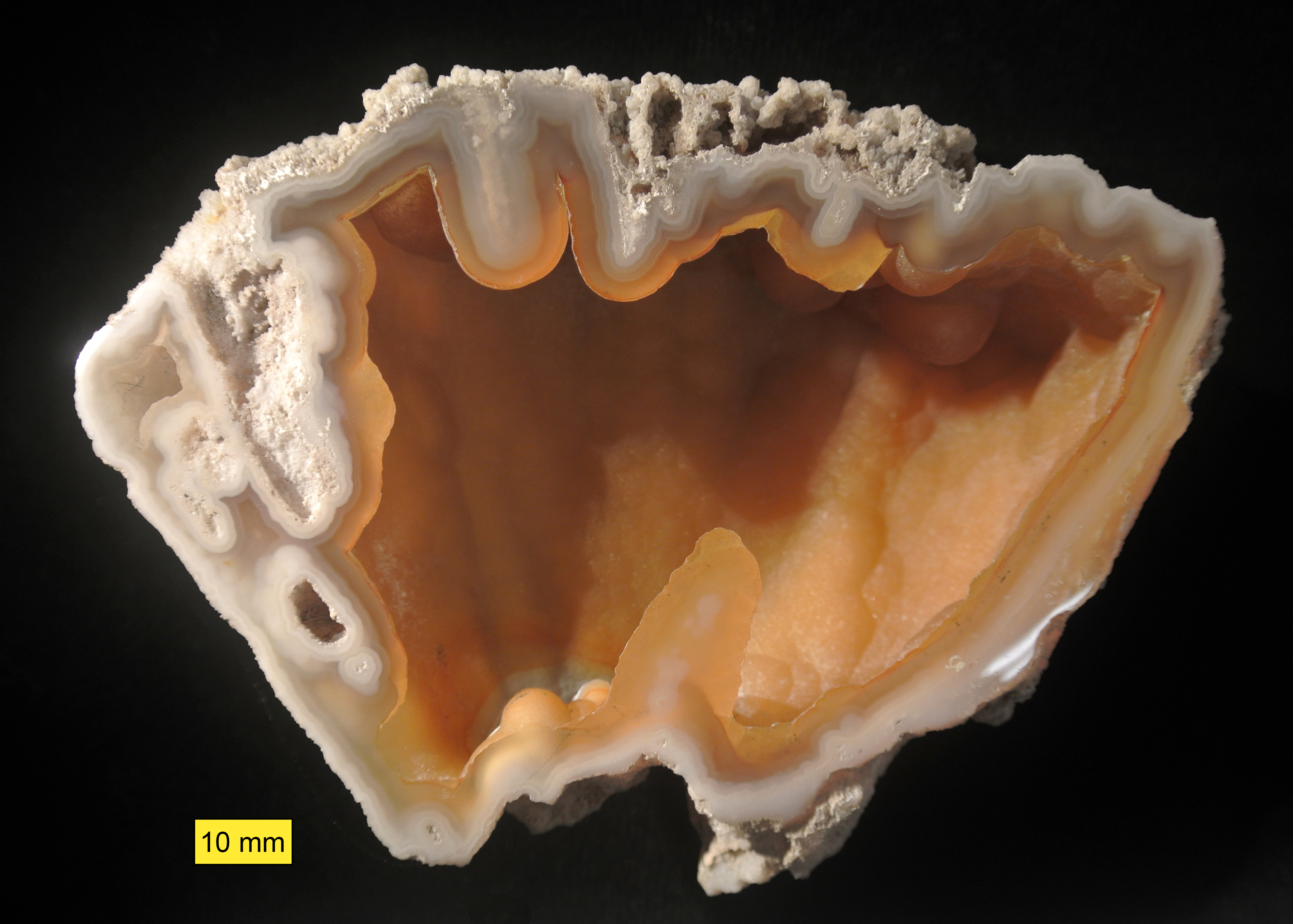 美国佛罗里达 Agatized Coral 玛瑙化珊瑚化石