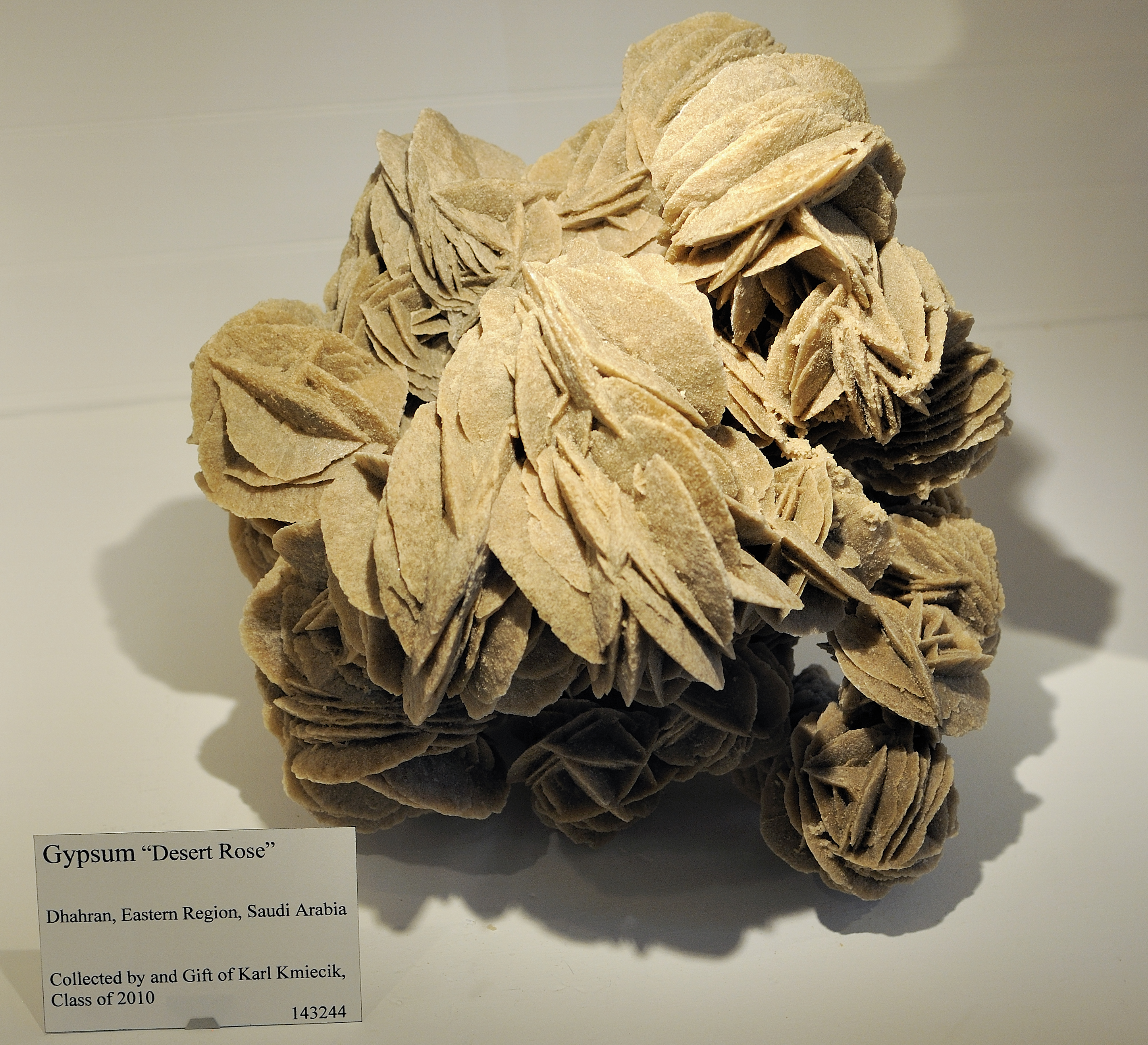 哈佛自然历史博物馆藏石膏沙漠玫瑰（沙特阿拉伯达兰）
