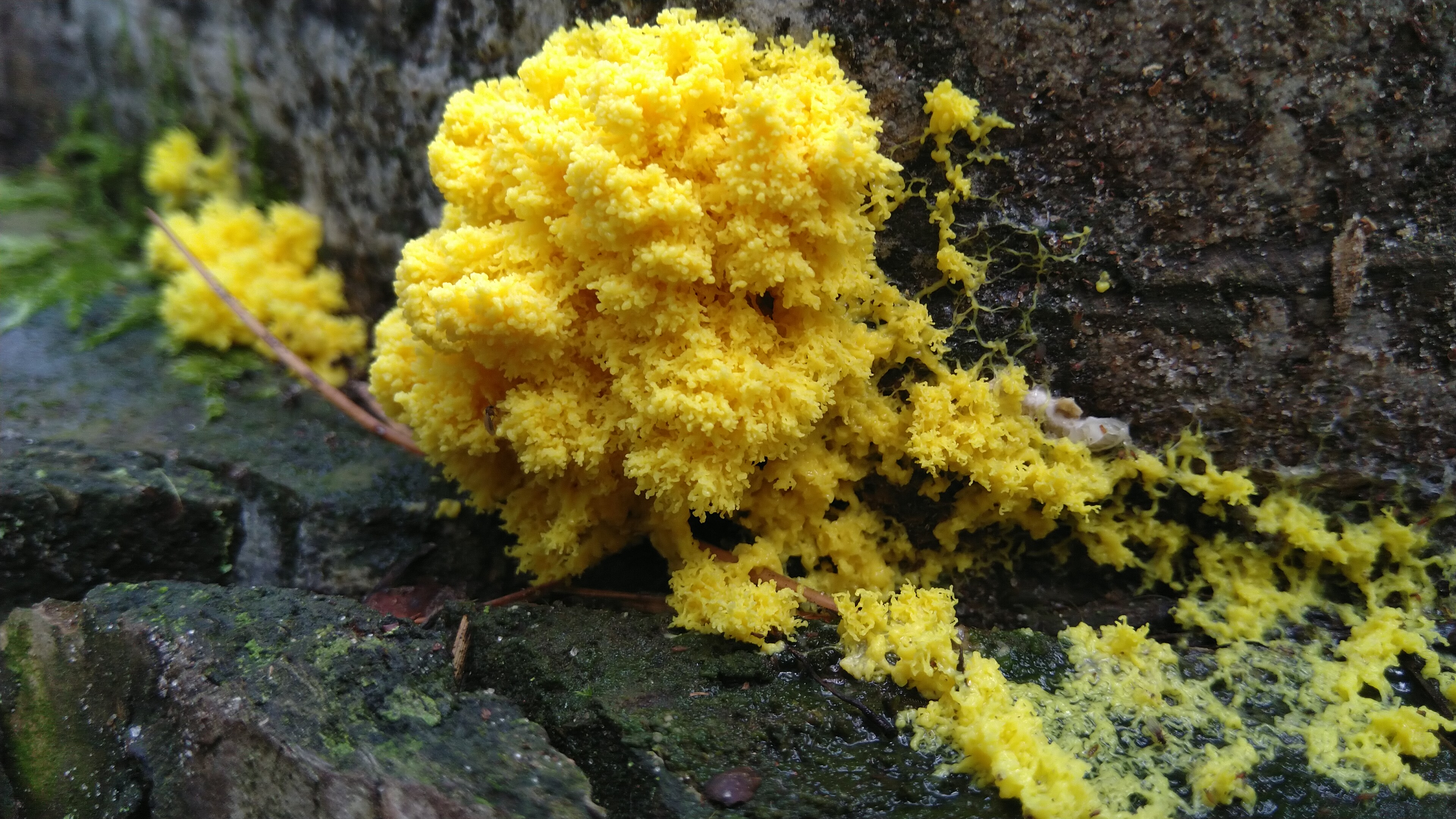 Physarum polycephalum 活体形态（黏菌实验室培养）