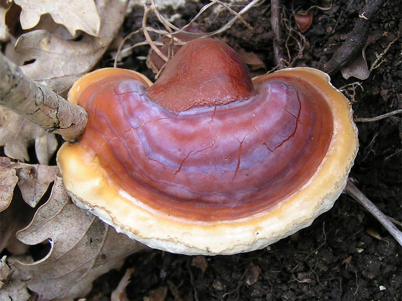 Ganoderma lucidum 灵芝（民间常与太岁混为一谈的"肉灵芝"传统药材）