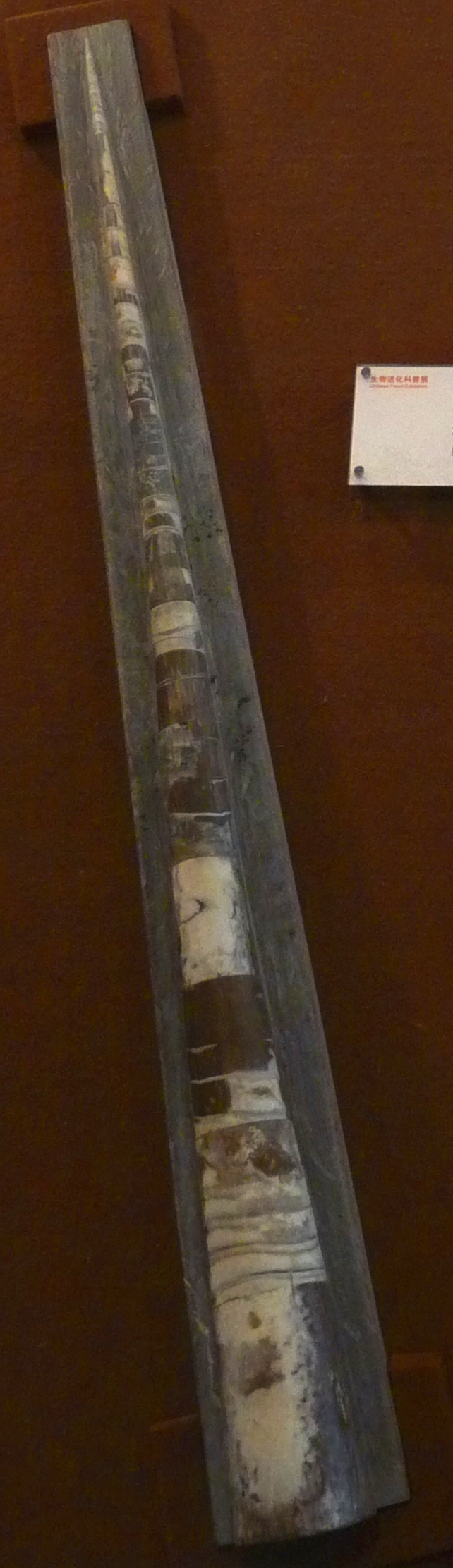 震旦角石标本 02（侧面壳室结构）